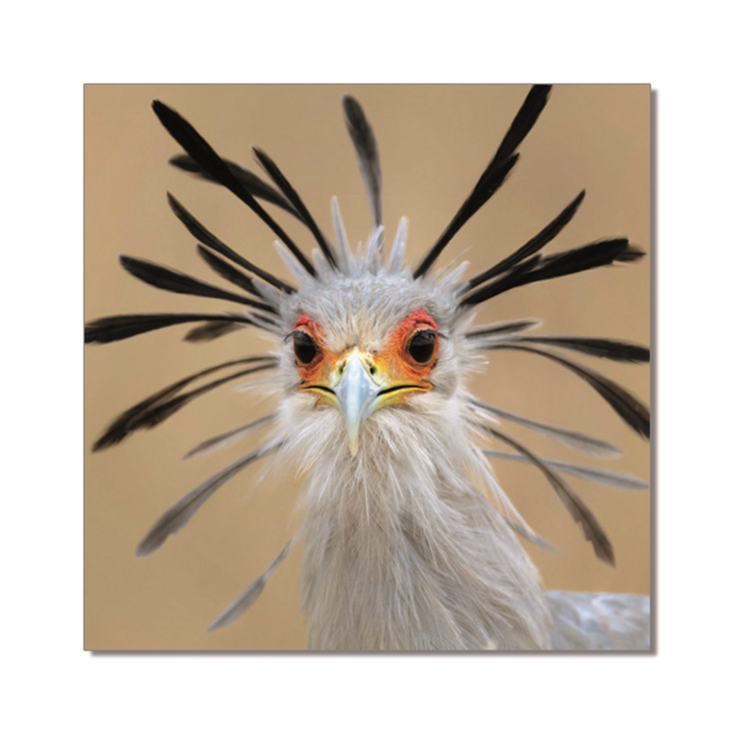 21026 Secretary Bird Printed Picture
