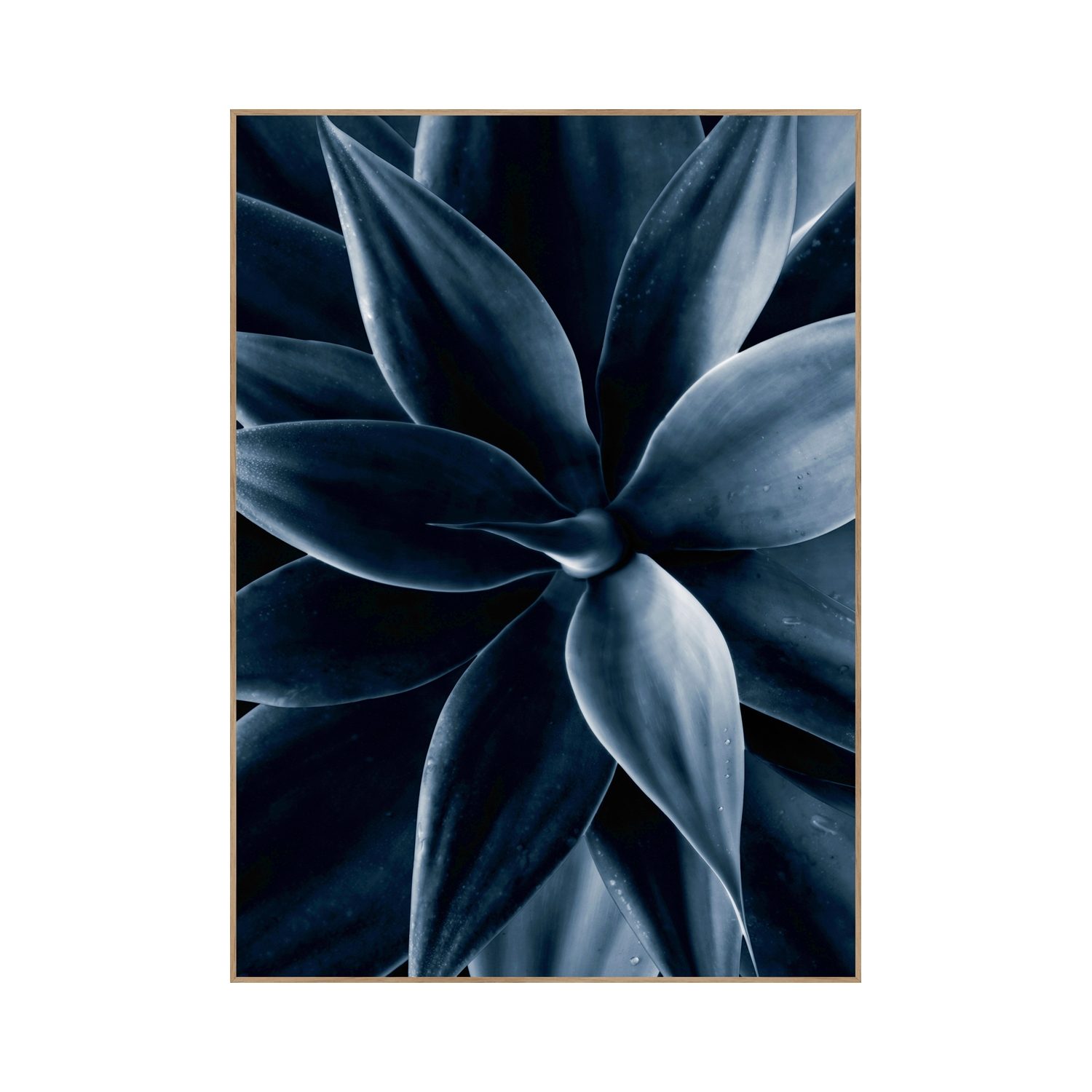 A202044 Plant Printed Art In Oak Frame