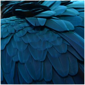 Blue Feather Printed Photo