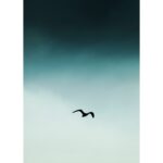 Small Seagul Blue Printed Art In Frame