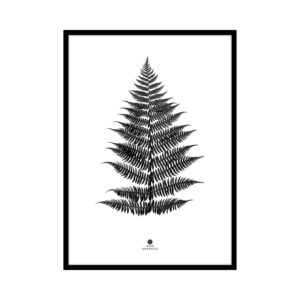 Small Fern Black Printed Art In Black Frame
